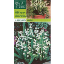 Момина сълза (Convallaria majalis) 10бр