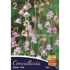 Момина сълза (Convallaria majalis) Розова 