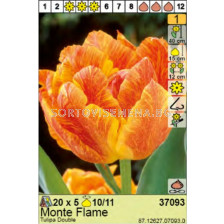 Лале/ Tulipa Monte Flame - Пакет: 1 оп. - 5 бр.
