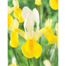 Ирис dutch Montecito - 1 бр.