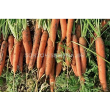 Семена моркови Карвало F1 - 100 000 семена
