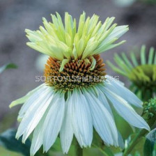 Ехинацея / Echinacea Double Moont Hood / 1 бр