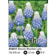Мускари/ Muscari Mountain Lady: Пакет: 1 оп.- 10 бр.