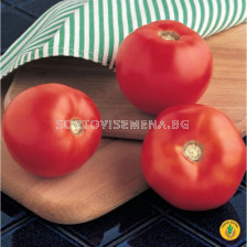 Семена домати МАУНТИН СПРИНГ F1 / MOUNTIN SPRING F1 / Syngenta 1 оп-1 000 сем.