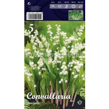 Момина сълза (Convallaria majalis) Бяла