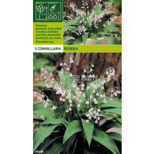 Момина сълза розова (Convallaria rosea) - 3бр