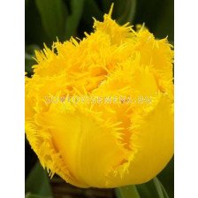 Лале/ Tulipa Mon Amour - 1 бр.