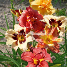 Хемерокалиси кичести микс  /Hemerocallis mixed / 5 бр