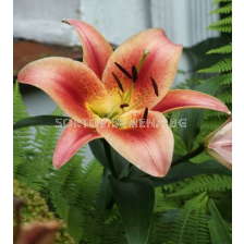 Лилиум Montego Bay/ Lilium ot-hybrids - 1 брой