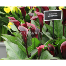 Кала Montevideo/ calla- 1 брой