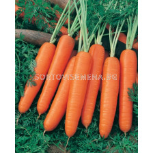 Семена моркови Baladis`SG - carrots Baladis`SG