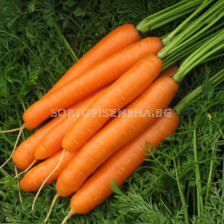 моркови Карвейо