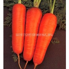 моркови Курода