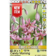 Лилиум Candy Morning/ Lilium martagon - 1 брой