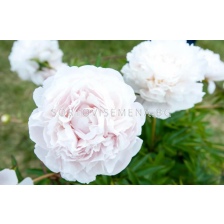 Божур Paeonia mothers choice/ Peony - 1 бр.
