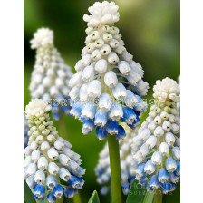 Мускари/ Muscari Mountain Lady - 1 бр.