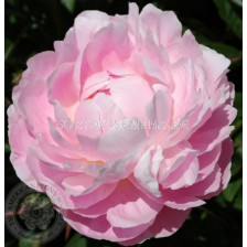 Божур/ LACTIFLORA PAEONIA Mrs. Franklin D. Roosevelt - 1 бр.