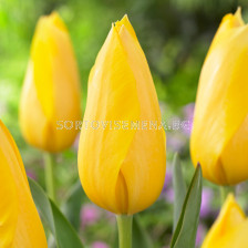 Лале/ Tulip single late Muscadet - 1 бр.