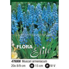 Мускари/ Muscari armeniacum - Пакет: 1 оп. - 20 бр.