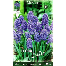 Мускари (Muscari) Blue Spike