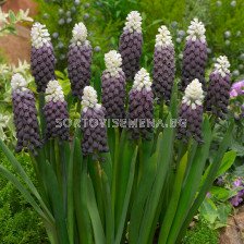 Мускари/ Muscari latifolium Grape Ice - 1 бр.