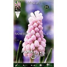Мускари Pink Sunrise (1 по - 5 луковици)