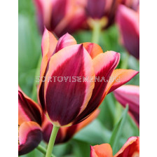 Лалета Muvota (7 луковици) - Tulips Muvota (7 bulbs) - 1 оп - 7 луковици