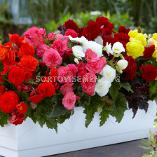 Бегония мултифлора максима микс -  Begonia (Hybrids) multiflora  maxima mixed 4/5