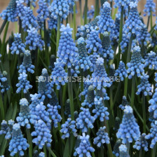 Мускари/ Muscari aucheri Blue Magic - 1 бр.