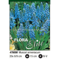Мускари/ Muscari armeniacum - Пакет: 1 оп. - 20 бр.