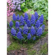 Мускари/ Muscari armeniacum Blue Spike - 1 бр.