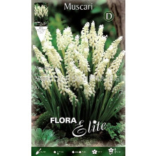 Мускари бели (Muscari botrioides album)