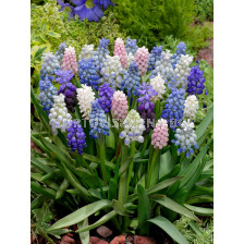 Мускари/ Muscari mixed -1 бр.
