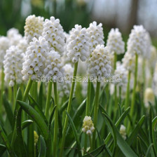 Мускари /Muscari aucheri 'White Beauty'/ 1 бр