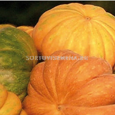 Семена Тиква Muscat de Provence