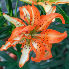 Лилиум азиатски Must See/ Lilium asiatic 'Must See - 1 бр.