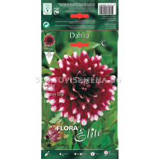 Далия - Dahlia decorative Mistery Day