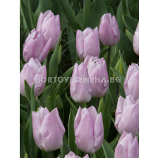 Лале single early 'Mistic Prince - 1 бр.