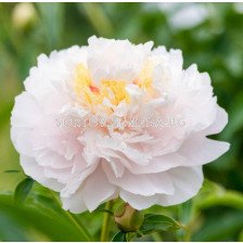 Божур/ HYBRID PAEONIA My Love - 1 бр.