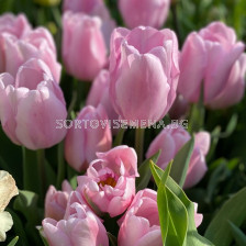 Лале/ Tulip triumph Mistress - 1 бр.