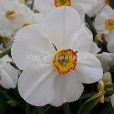 Нарцис /Narciss 'Edna Earl''/ 1 бр