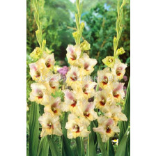 Гладиол large-flowered Louise - 1 бр.
