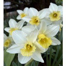 Нарцис/ Narcissi trumpet Watch up - 1 бр.