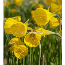 Нарцис /Narcissi 'Golden Bells' z 6/7 