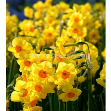 Нарцис /Narciss Golden Dawn'/ 1 бр