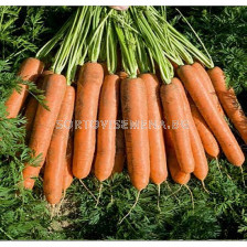 Семена за моркови Namdal F1 BJ 