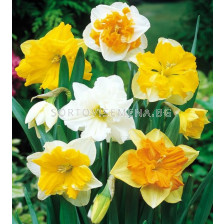 Нарциси микс/ Narcissi collar mixed - 1 бр.