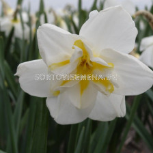 Нарцис /Narcissi papillon 'Lemon Beauty'/