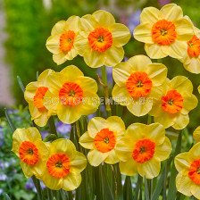 Нарцис/  Narcissus Kedron- 1 бр.