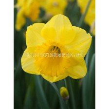 Нарцис/ Narcissi trumpet Kerensa - 1 бр.
